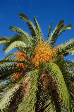 Hurma ağacının meyvesinin tomurcuğundan sarkan salkımları, bir sabah çağı,