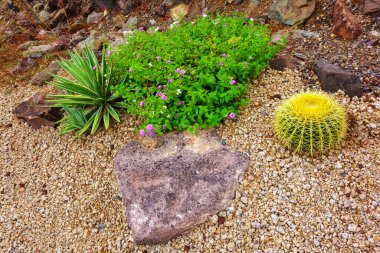 Agave, çiçek açan lavanta, lantana ve altın balık kancası kaktüsleri çöl stili Xeriscaped bir ortamda kaya ile