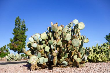 Arizona roadside desert style xeriscaping with paddle cacti clipart