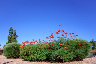 Kırmızı Cennet Kuşu (Caesalpinia pulcherrima), Phoenix, AZ; Copyspace