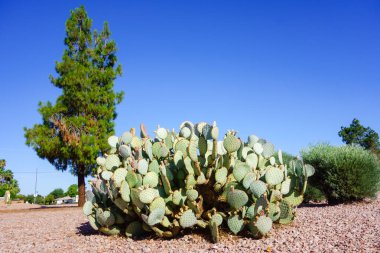 Arizona yol kenarı çöl tarzı raket kaktüsüyle fotokopi.