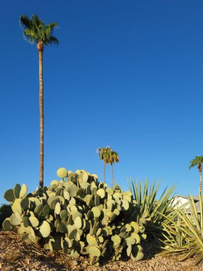 Desert native decorative spineless Opuntia Microdasys also know as Bunny-ears Prickly Pear cacti in xeriscaping clipart