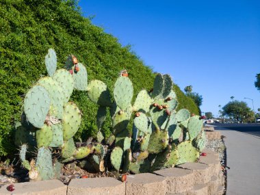 Çöldeki dikenli armut (Opuntia phaeacantha) yeşil çitin altında yol kenarında Xeriscaping