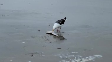 Kaliforniya martısının kahvaltısı, Larus caliznicus, Pasifik Sahili 'nin ıslak kumları üzerinde Kürek Burunlu Gitarbalığı (Rhinobatos Protus) ile, San Diego, CA