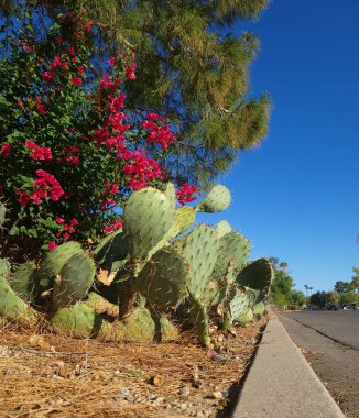 Çöl armudu veya Opuntia phaeacantha in city xeriscaping sokak kenarında bougainvillea ve çam ağacı altında