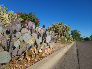 Violet dikenli armut, Opuntia Gosseliniana ve Zıplayan Cholla Phoenix, Arizona sokakları boyunca