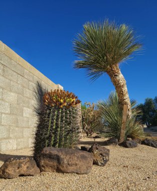 Barrel Kaktüs ve Soaptree Yucca çöl kenarındaki çitin kenarında, Phoenix, Arizon Xeriscaping tarzında.