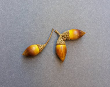 Gri arka planda, Cupules ve Stems 'te parlak kahverengi tohum kürklü meşe ya da meşe palto.