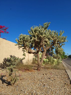 Cylindropuntia fulgida, ayrıca atlayan kolla olarak da bilinir, Phoenix, Arizona 'da şehir sokakları boyunca dekoratif çöl plakası olarak bulunur.