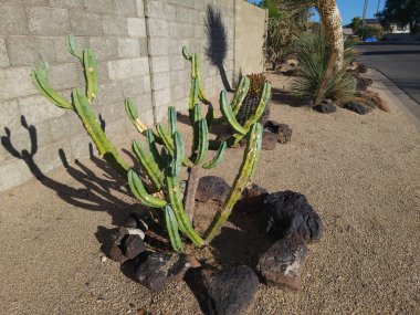 Trichocereus Scopulicola kaktüsü. Sokak Xeriscapin 'inde çitlerin altında siyah kayalar var.