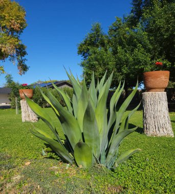 Agave salmiana sulu ve dekoratif çiçek çömlekleri Phoenix, Arizona 'da yeşil bir çimenlikteki ahşap sütunlar üzerinde