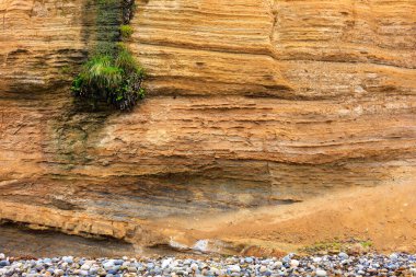Tourmaline Sörf Parkı 'ndaki kireç kayalıklarından sarkan yeşil çimen yığını.