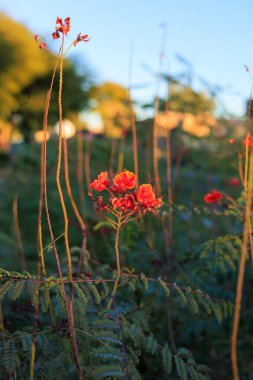 Phoenix, Arizona 'da bir sonbahar akşamında, çiçek açan Kırmızı Cennet Kuşu' nun (Caesalpinia pulcherrima) yakın plan; sığ DOF