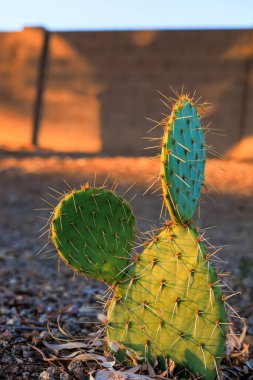 Desert prickly pear or Opuntia phaeacantha in city xeriscaping in Phoenix, Arizona, in late afternoon Autumn light clipart