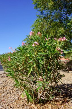 Arizona kuraklığına dayanıklı Cüce Oleander veya Autum 'da yumuşak pembe çiçekli Nerium Petite Oleander