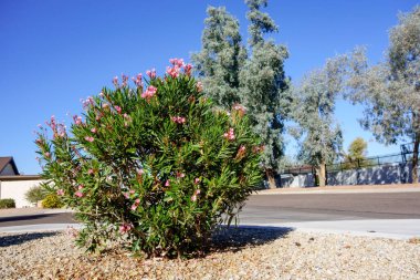Arizona kuraklığına dayanıklı Cüce Oleander veya Sonbaharda Xeriscaping 'de yumuşak pembe çiçekli Nerium Petite Oleander