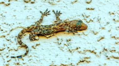 Arizona genelevi kertenkelesi pençeleriyle sıva duvarına asılıyor ve sabah ışığında küçük böcekleri avlıyor.