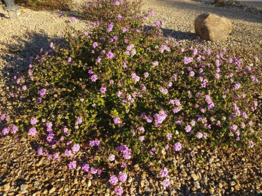 Alçak çalı Lantana çöl stili xeriscaping kullanılan Montevidensis, çiçekli