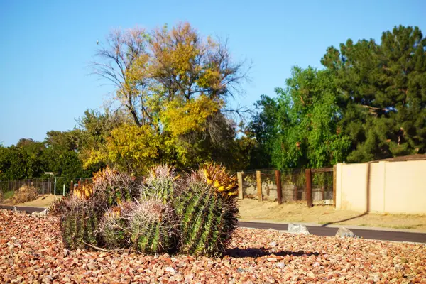 Arizona 'nın köşesinde, Phoenix' teki Xeriscaping şehrinde kullanılan dikenli olta kancası kaktüsü kümesi var.