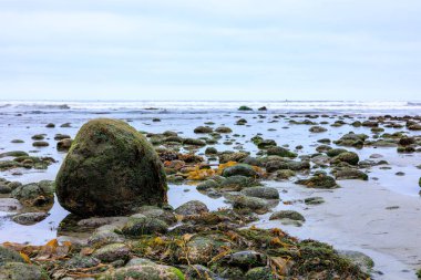 Yeşil yosun ile kaplı deniz taşları ve kayalar Old Man 's Surfing Park' ın gelgit sularında, San Diego, California