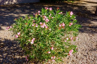 Arizona drought tolerant Dwarf Oleander or Nerium Petite Oleander with soft pink flowers in xeriscaping in Autumn clipart