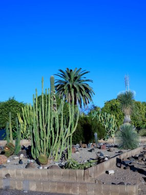 Yat ve palmiyelerle birlikte sütun ve fıçı kaktüsü Arizona çöl stili Xeriscapin.