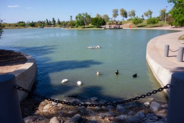 Ördekler, hikayeleriyle Kiwanis Park Gölü, Tempe, Arizona 'nın sığ yeşil sularında balık yakalamak için daldılar. 