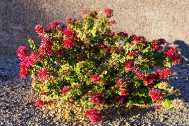 Sonbaharda kırmızı kırmızı Bougainvillea ile süslenmiş zemin