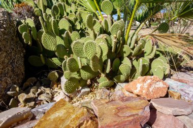 Bunny-ears Prickly Pear (Opuntia Microdasys) spineless cacti in Arizona desert style xeriscaping, Autumn in Arizona clipart