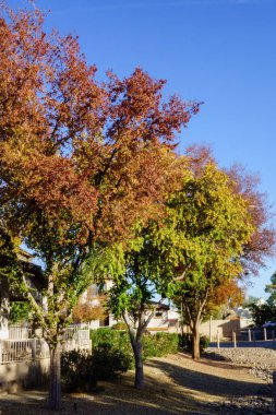 Arizona 'nın başkenti Phoenix' te sıcak sonbahar sabahları yol kenarlarında yeşil ağaçtan kahverengi taçlara geçiş