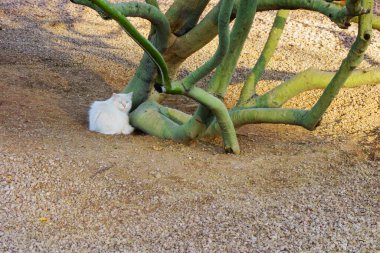 Mavi gözlü beyaz kedi Palo Verde ağaç gövdesinin yanında oturuyor.