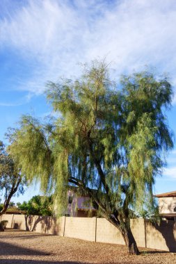 Akasya stenofili ya da Shoestring Acacia çöl ağacı. Uzun yaprakları ve sarkık dalları olan. Phoenix, Arizona 'daki yerleşim yerinin kaldırımının Xerisscaplı aksanını yapan.