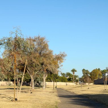 Kış kurak kış çimenleri Conocido parkına yürüme yolu boyunca bulutsuz mavi gökyüzü altında, Phoenix, Arizona 