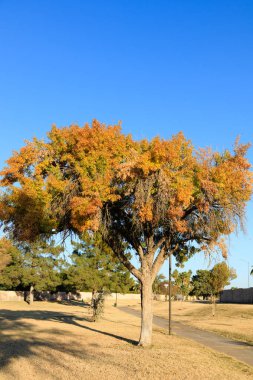 Conocido Park giriş yolu boyunca ilerleyen son Autum 'un parlak renkleri, Phoenix, Arizona
