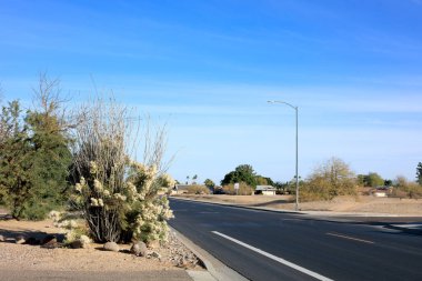 Çöl stili Xeriscapli yol kenarları Ocotillo ile süslenmiş ve kışın Phoenix, Arizona 'da çiçek açan çöl süpürgesi.