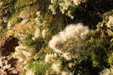 Cottony seed mounds of Desert Broom, Baccharis sarothroides, used in desert style xeriscaped roadsides in Arizona; close up clipart