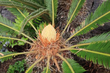 Cycas revoluta 'ya (Sago palmiye olarak da bilinir) yakın çekim erkek üreme polen konisi ön-benzeri kıvrımlı yapraklarla çevrili