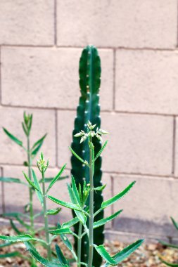 Kalanhoe also known as Alligator plants with columnar Cereus cactus used in desert style xeriscaping in Arizon clipart