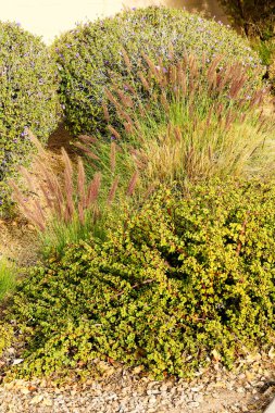 African succulent plant of Portulacaria Afra or Spekboom Elephant Bush along with Fountain Grass and Taxes Sage shrubs in xeriscaped grounds in Arizona winter season clipart