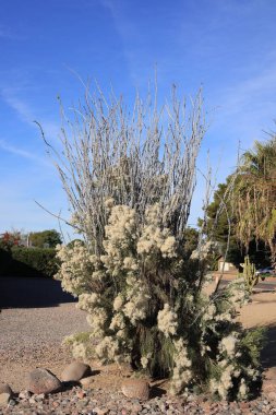 Arizona native Desert Broom (Baccharis sarothroides), - beautifully attractive but aggressively invasive plant taking over roadside in Phoenix, AZ clipart