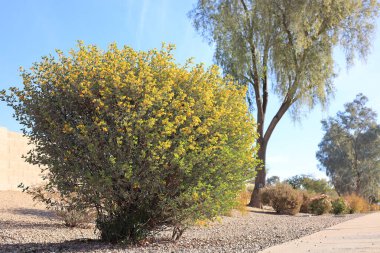 Avustralya 'nın yerlisi Senna Oligophylla ya da Cassia' nın taşrasında, Phoenix, Arizona 'da sıcak kış boyunca çöl tarzı Xeriscaping.