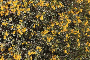 Avustralya 'nın yerlisi Senna Oligophylla ya da Cassia' nın çiçek açan tacına yakın çekim