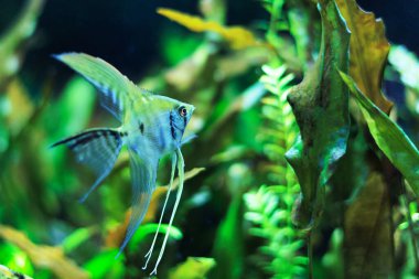 Yoğun ekili tropikal akvaryumda Melek balığına yakın çekim, sığ DOF, balık gözüne odaklan