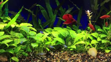 Renkli neon tetra sürüsü, kırmızı sallanan plaketler, zebra danio ve kırmızı kadife beta balığı ekilmiş tropikal bir akvaryumda yoğun Anubis 'te neşe içinde yüzüyorlar.