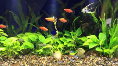 Melek balığı renkli neon tetralar, kırmızı sallanan plakalar, yoğun ekili tropikal bir akvaryumda zebra danio ile zarifçe yüzer.