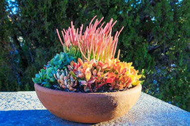 Çöl, renkli Euphorbia Tirucalli, Crassula ovata ve Echeveria zarif güneş ışınlarıyla dolu çamur havzasından esinlenmiştir.