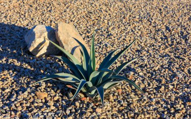 Arka planda kayalık çöl kayalarında sulu, kış sabahı alçak açılı güneş ışığı