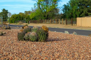 Arizona 'nın köşesinde, Phoenix' teki Xeriscaping şehrinde kullanılan dikenli olta kancası kaktüsü kümesi var.