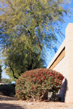 Desert style xeriscaping of city roadsides with striking red Eremophila maculata also known as Valentine shrub in winter clipart