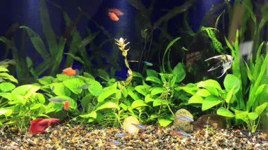 Aktif Betta, zarif melek balığı, neon tetralar, kırmızı sallanan plakalar ve yoğun bir şekilde ekilmiş tropikal akvaryumda hızlı zebra danio.